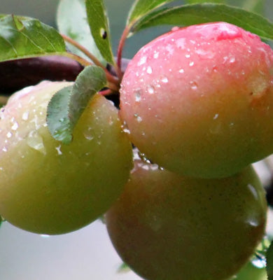 NATURE - SCIENCE HYPHENED - KAKADU PLUM