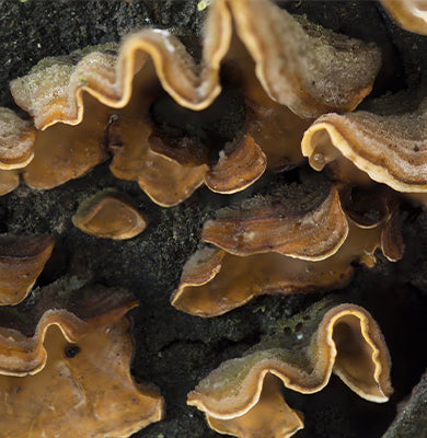 NATURE - SCIENCE HYPHENED - Brown Algae