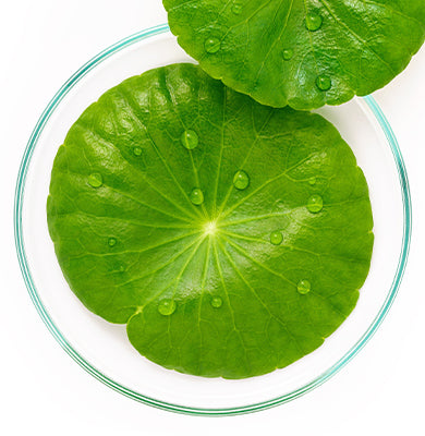 NATURE - SCIENCE HYPHENED - Cica Extract