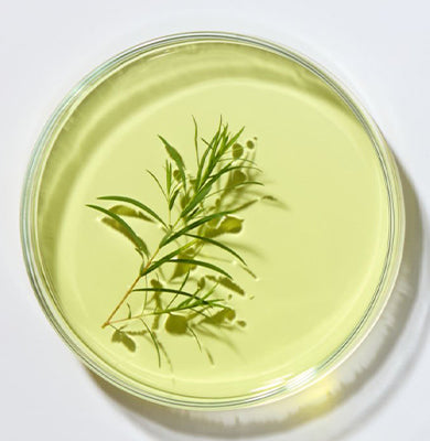 NATURE - SCIENCE HYPHENED - Tea Tree Extract