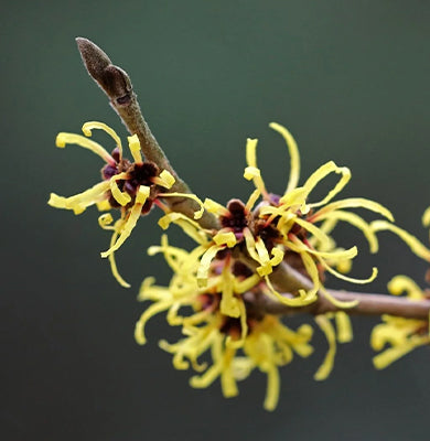 NATURE - SCIENCE HYPHENED - Witch Hazel 10%