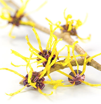 NATURE - SCIENCE HYPHENED - Witch Hazel Extract