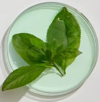 NATURE - SCIENCE HYPHENED - Green Tea Extract