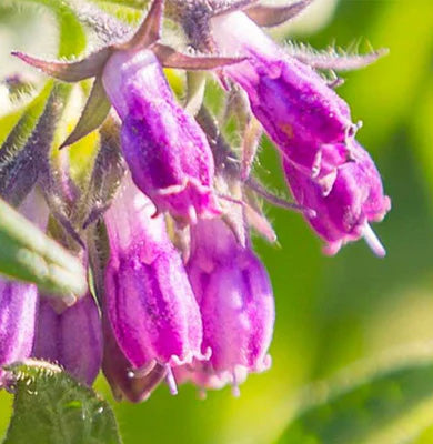 NATURE - SCIENCE HYPHENED - 0.3% Allantoin