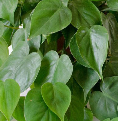 NATURE - SCIENCE HYPHENED - 5% Heartleaf Extract