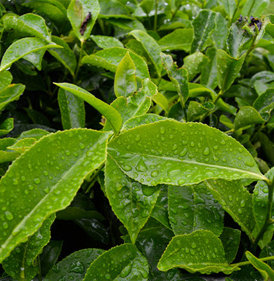 NATURE - SCIENCE HYPHENED - EGCG