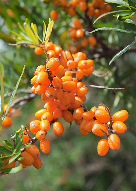 Shop By Ingredients - Seabuckthorn