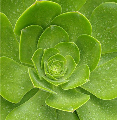 NATURE - SCIENCE HYPHENED - Agave